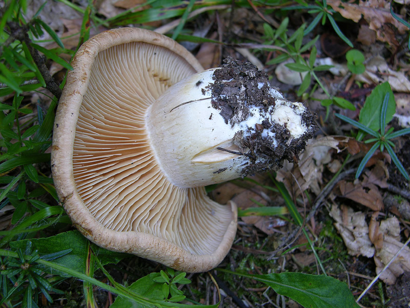 Cortinarius da determinare n�02.